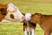 توصیه های بهداشتی پرورش گاو و گوساله شبکه دامپزشکی جغتای